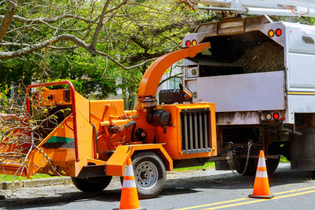 How Our Tree Care Process Works  in  Penn Estates, PA